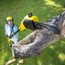 Reliable Pulaski, TN Tree Care Solutions