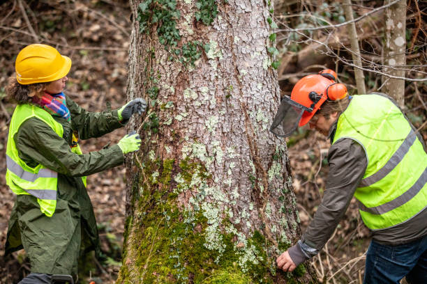 How Our Tree Care Process Works  in  Pulaski, TN