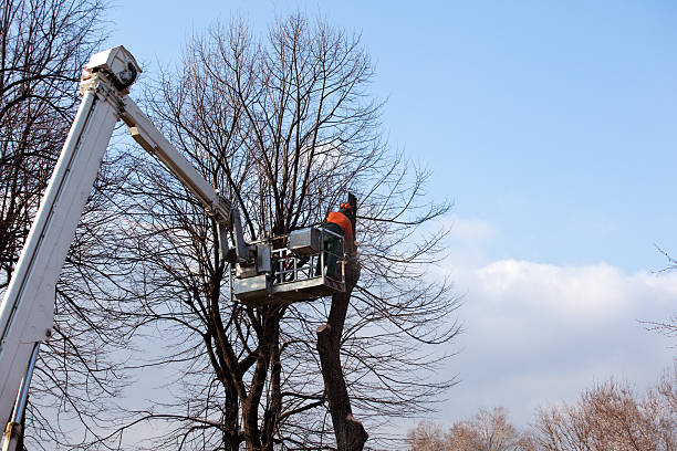 Best Commercial Tree Services  in Pulaski, TN